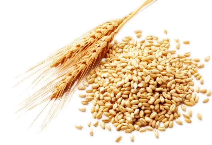 Carrier Oil -Wheat Germ -Refined -Bleached -Deodorized -Winterized -Carrier Oil -Arômes & Évasions