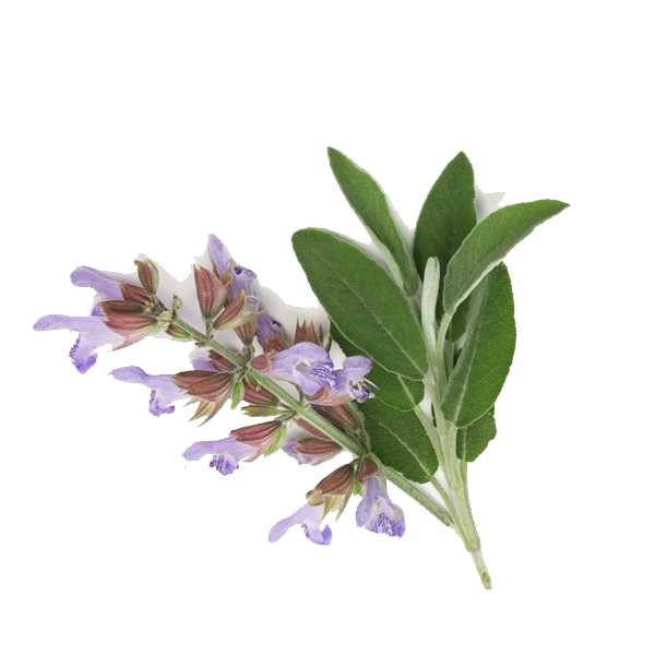 Essential Oil - Clary Sage (Salvia Sclarea L) 500 ml 18 oz