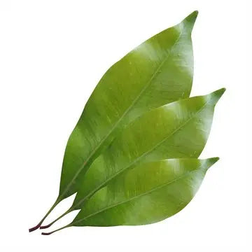 Essential Oil - Clove Leaf (Syzygium Aromaticum L) 500 ml