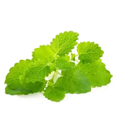 Essential Oil - Lemon Balm (Melissa Officinalis Citralifera) 500 ml 18 oz