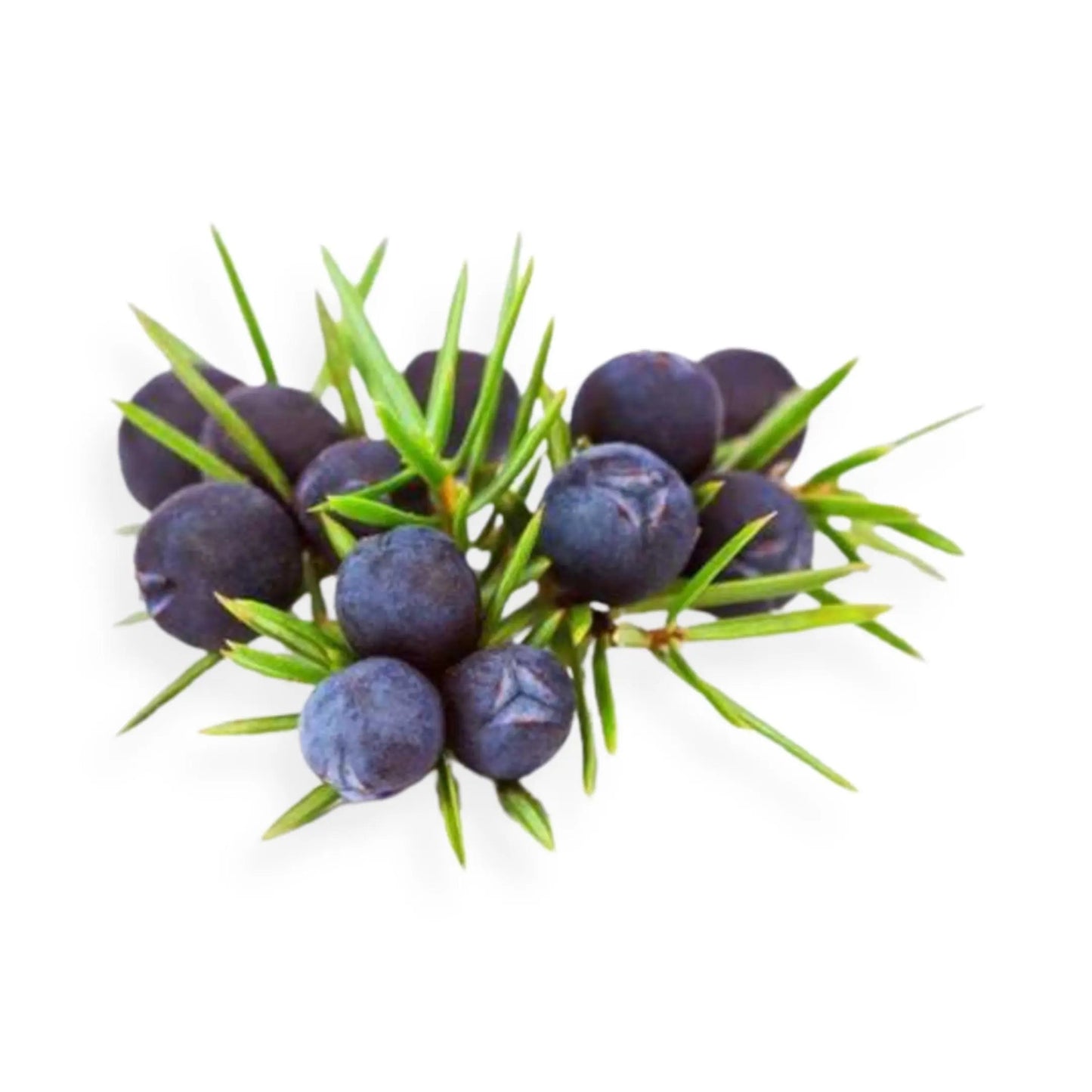Essential Oil - Juniper Berry (Juniperus Communis L) 500 ml