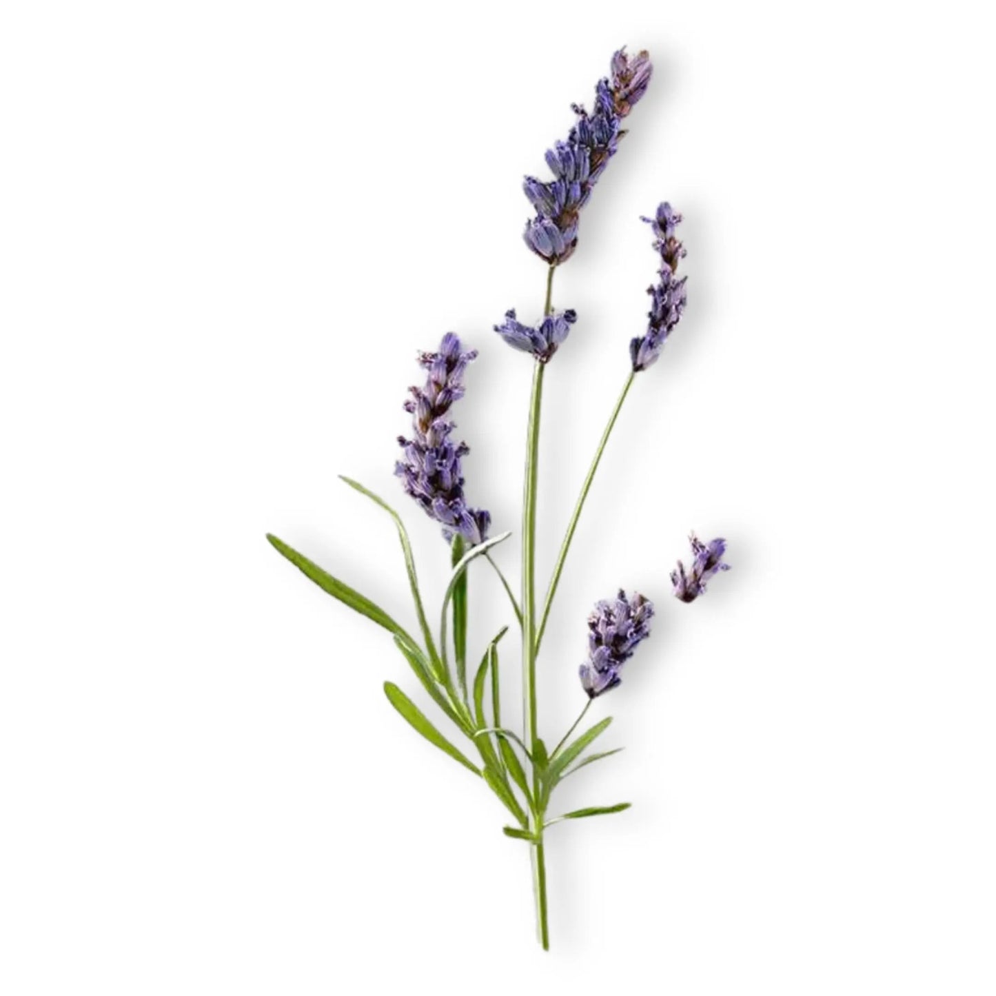 Essential Oil - Lavandin Super (Lavandula x Intermedia Super)
