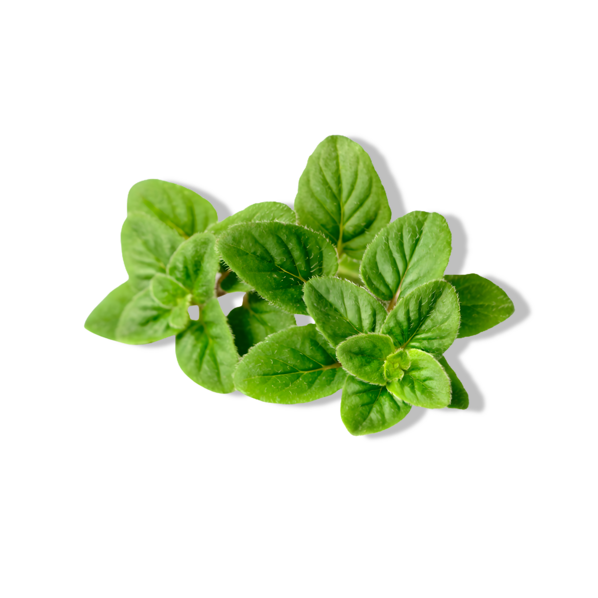 Essential Oil - Oregano (Origanum Vulgare) 500 ml