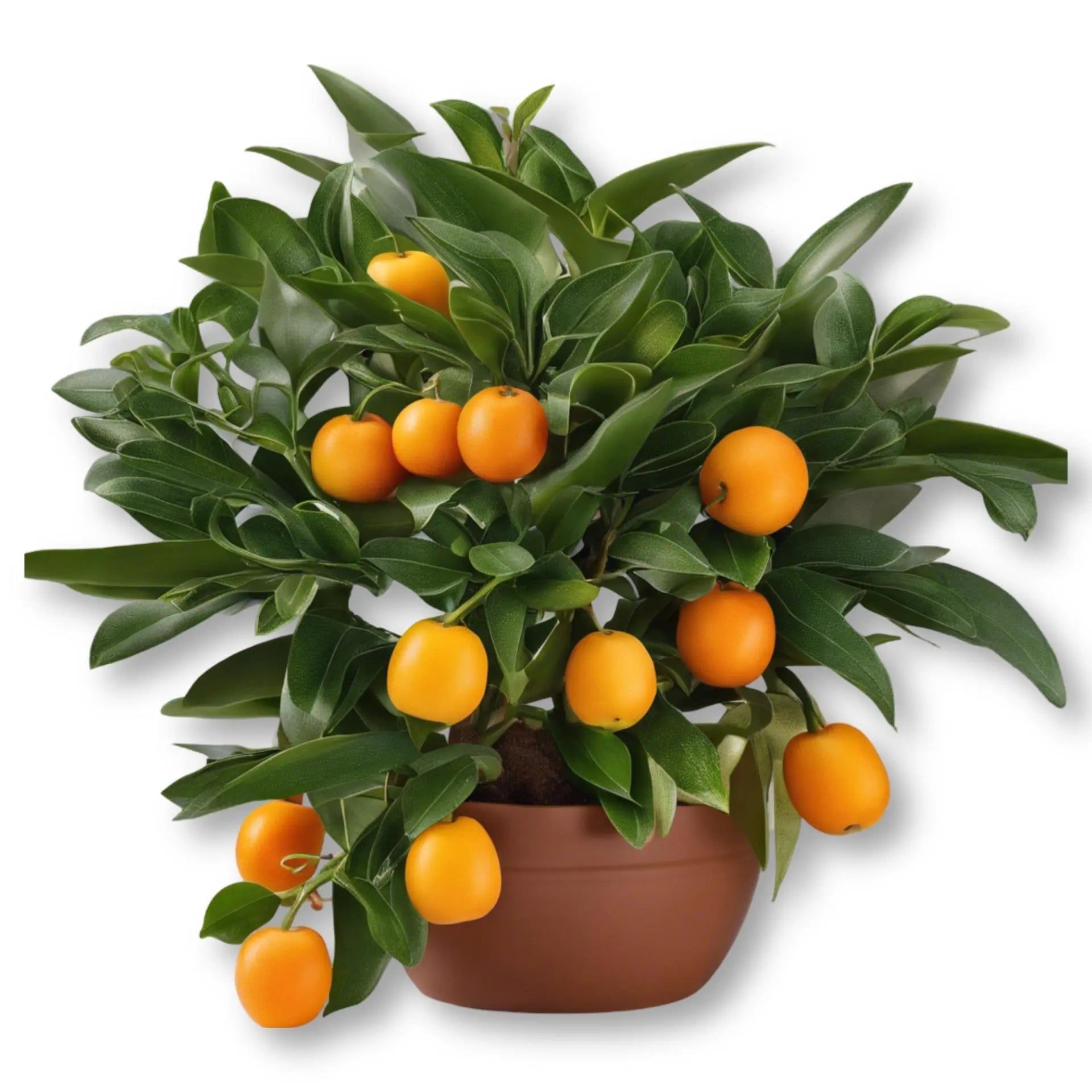 Essential Oil - Petitgrain (Citrus Aurantium L. Var Amara)