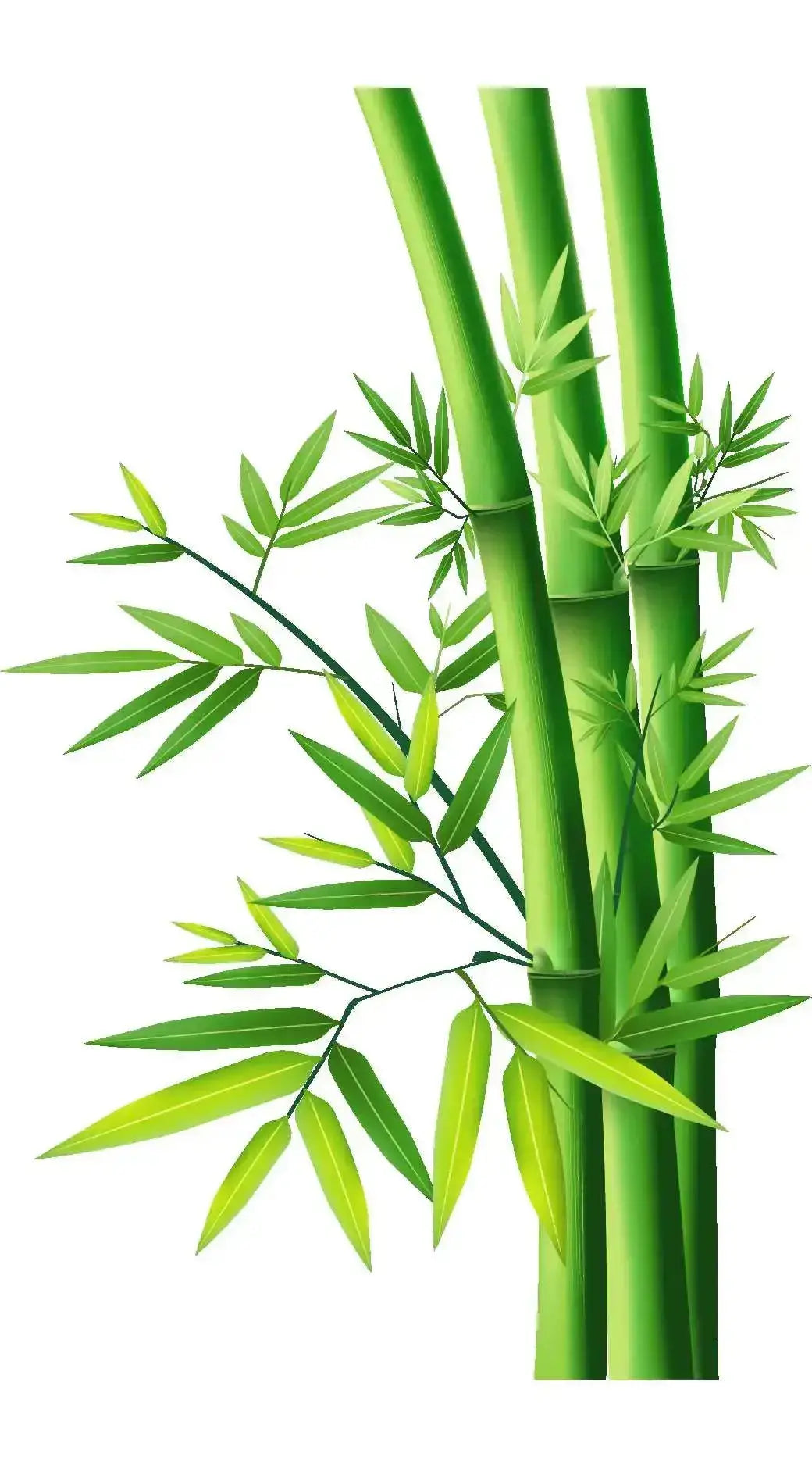 Huile de Fragrance - Bambou