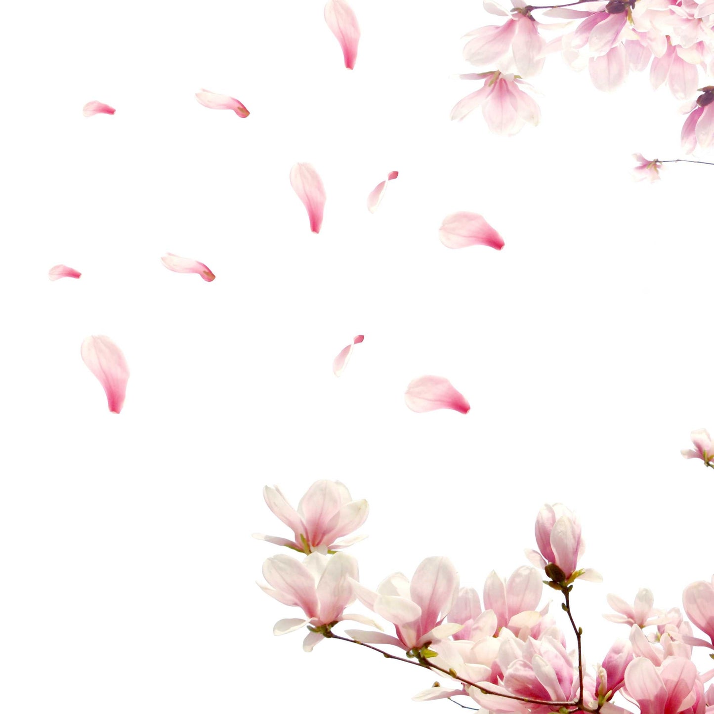 Fragrance Oil - Cherry Blossom 500 ml