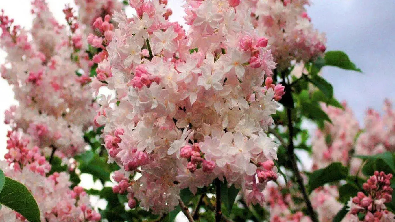 Fragrance Oil -Pink Lilac & Willow