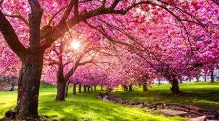Fragrance Oil -Premium Collection -Summer Freshness - Cayve's Mystic Nature Wholesale