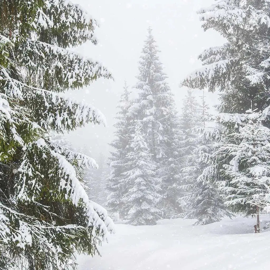 Fragrance Oil - Winter Storm