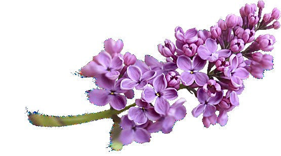 Incense - Backflow Cones - Lavender - 8 Cones