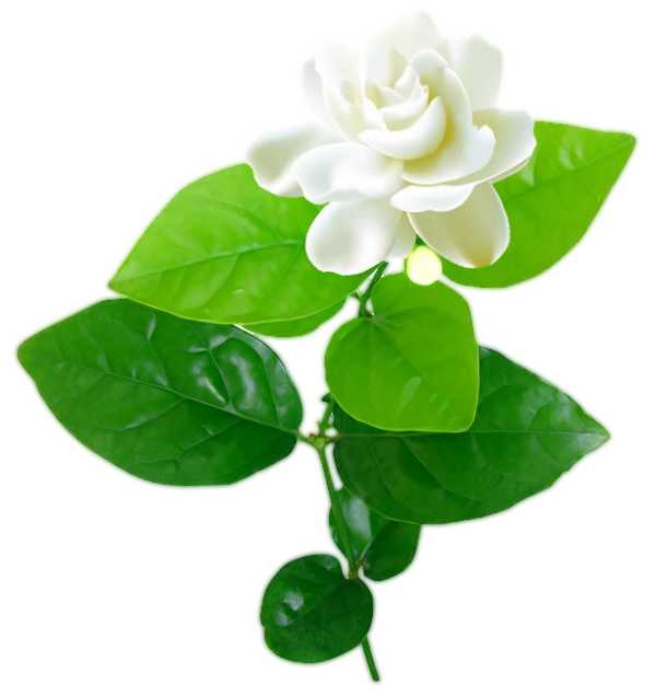 Incense Sticks - Gardenia - Pack of 10