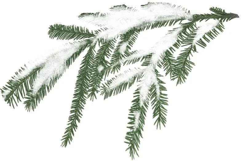 Incense Sticks - Snow Sage - Pack of 10 - Cayve's Mystic Nature Wholesale