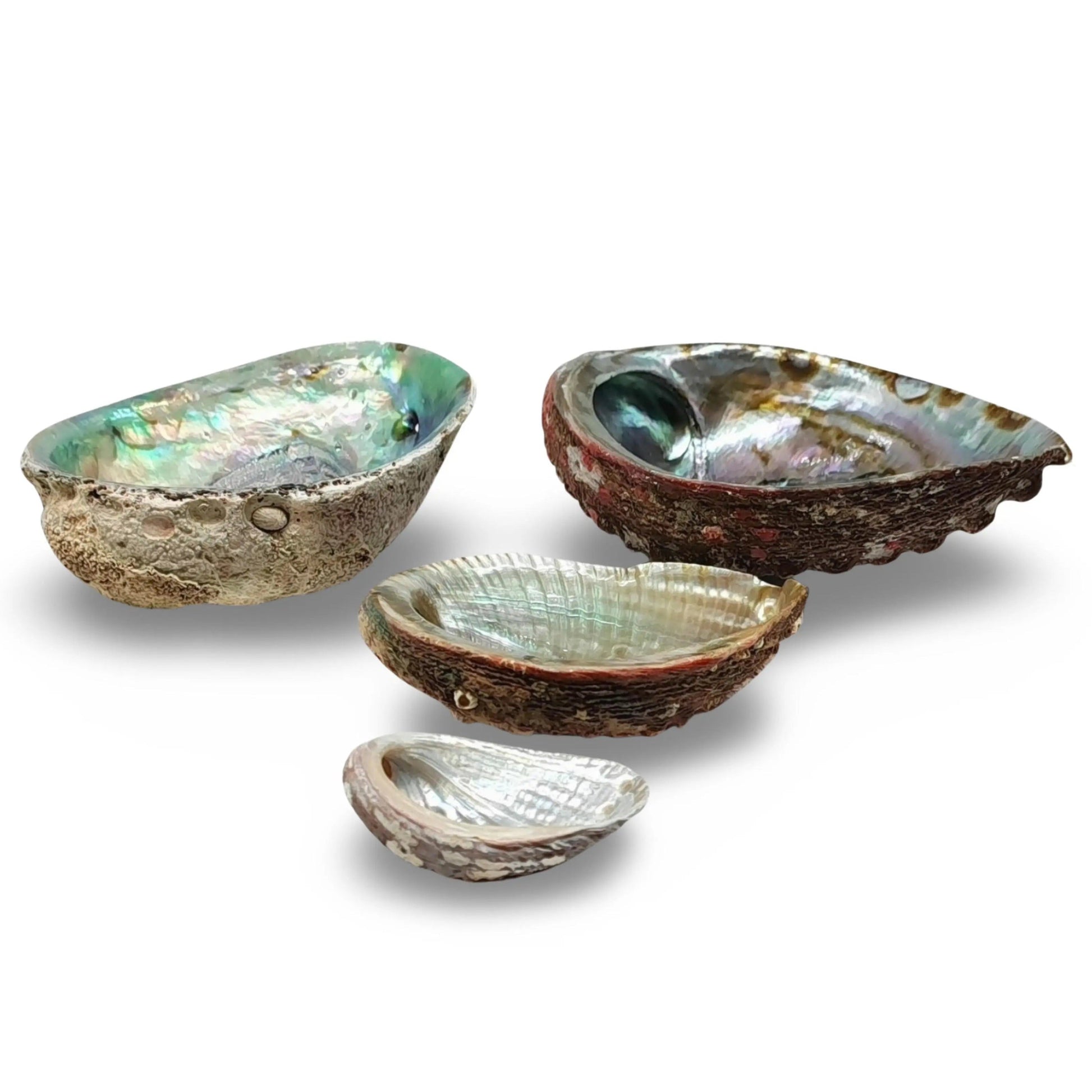 Smudging - Abalone Shell