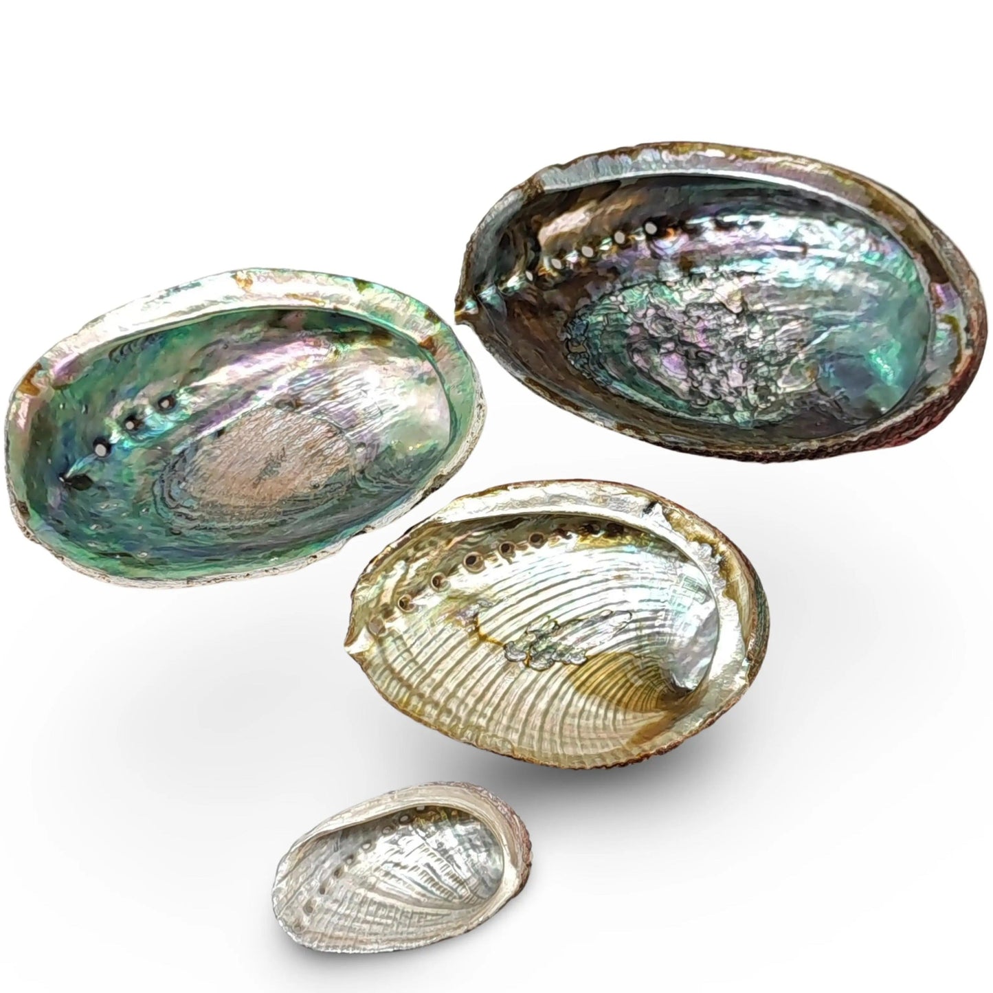 Smudging - Abalone Shell