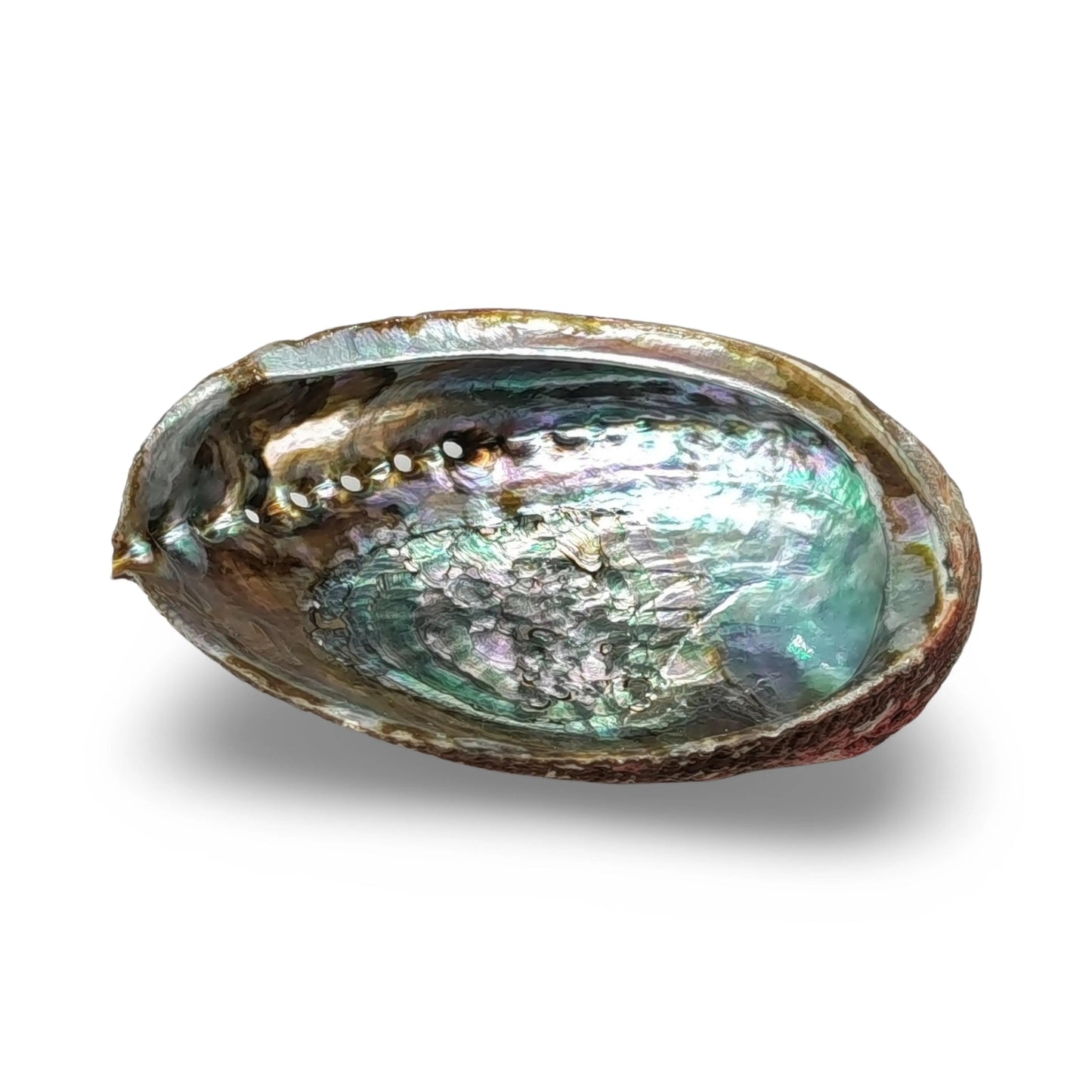 Smudging - Abalone Shell 6" - 7"