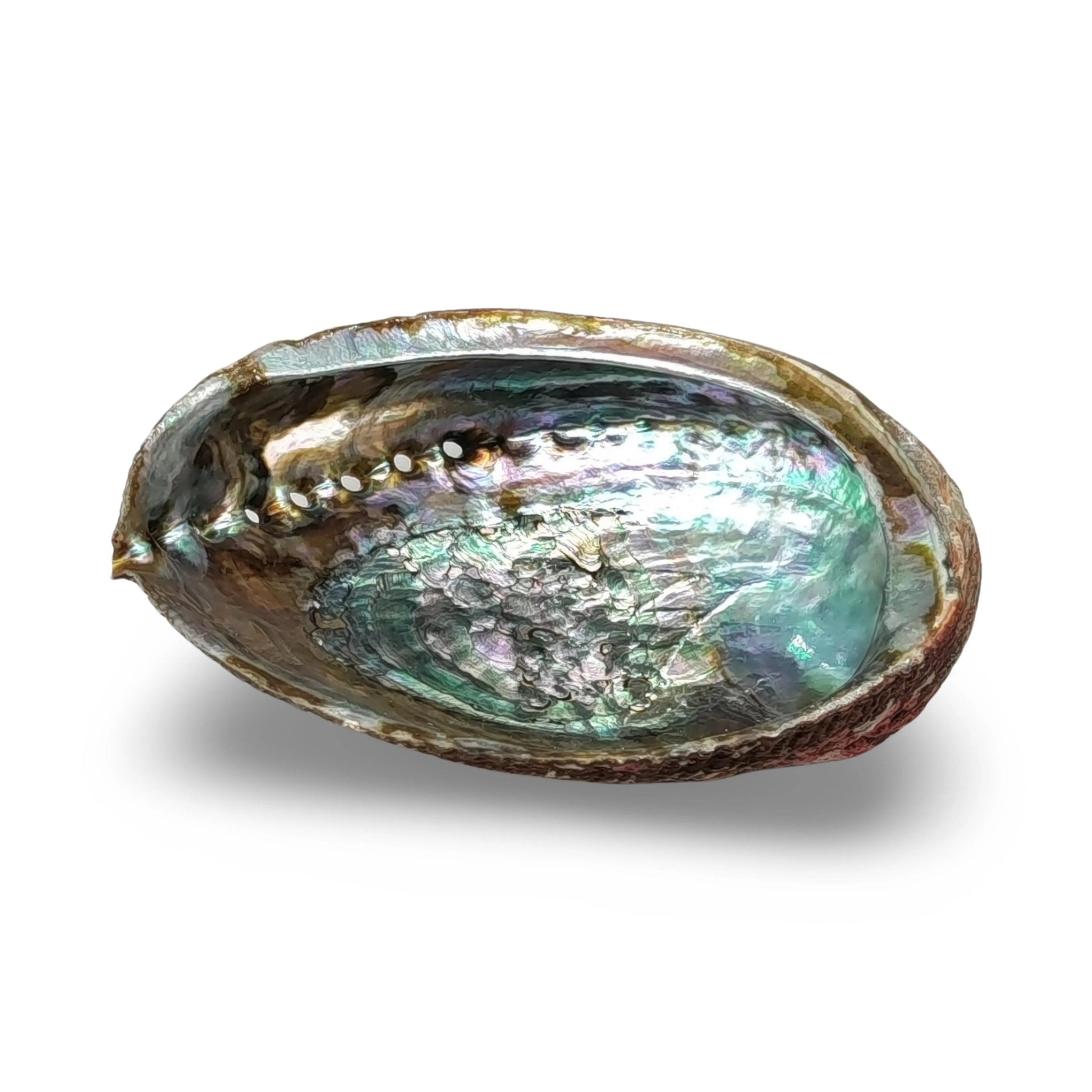 Smudging - Abalone Shell 6" - 7"
