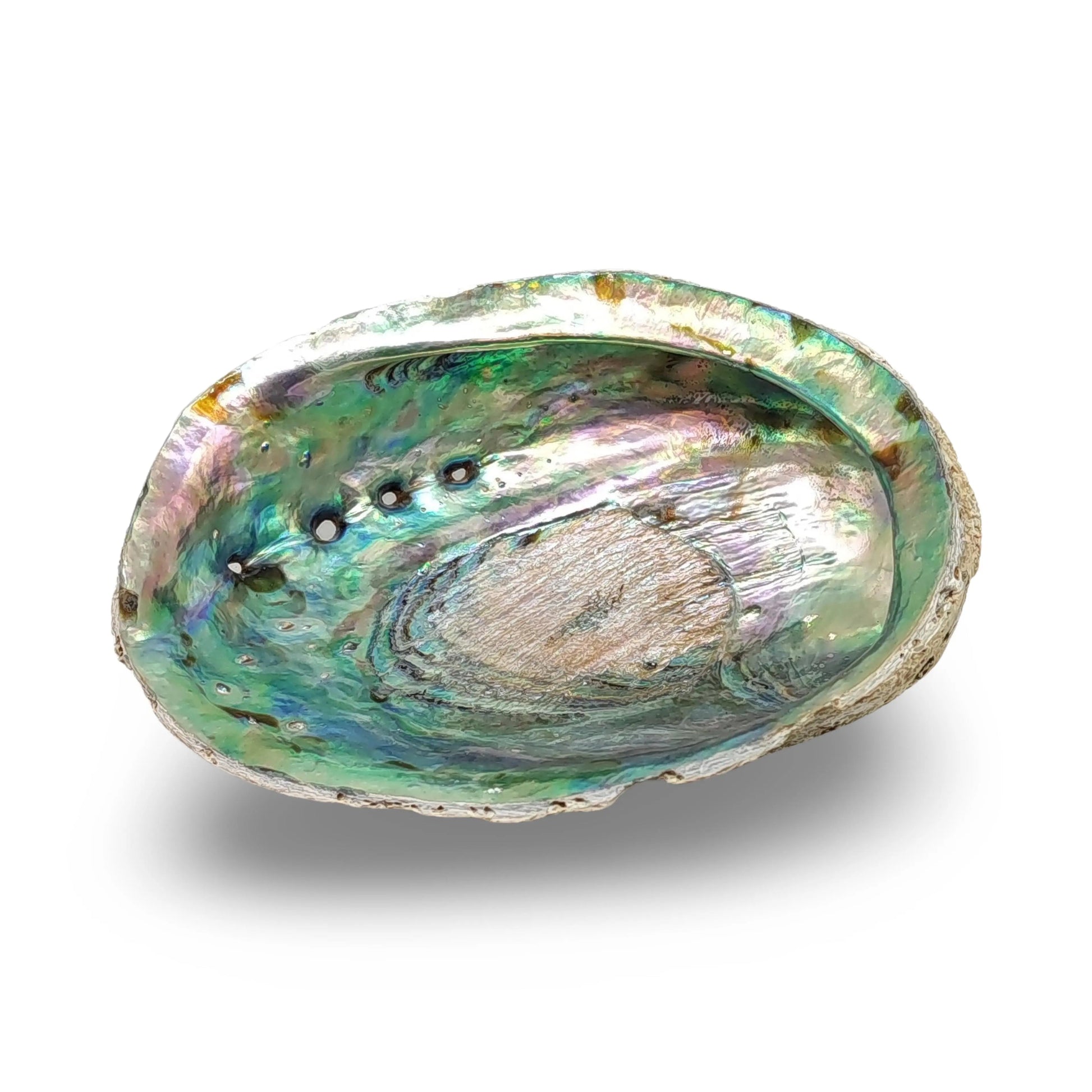 Smudging - Abalone Shell 5" - 6"