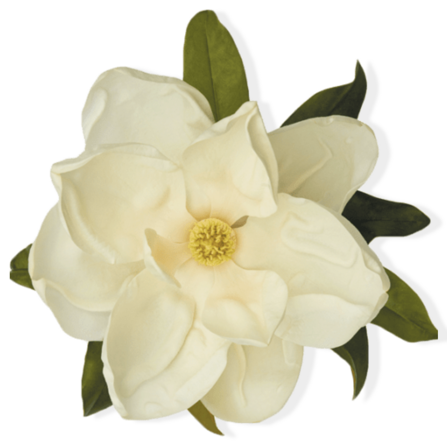 Essential Oil - Magnolia /White Champaca (Michelia x Alba)