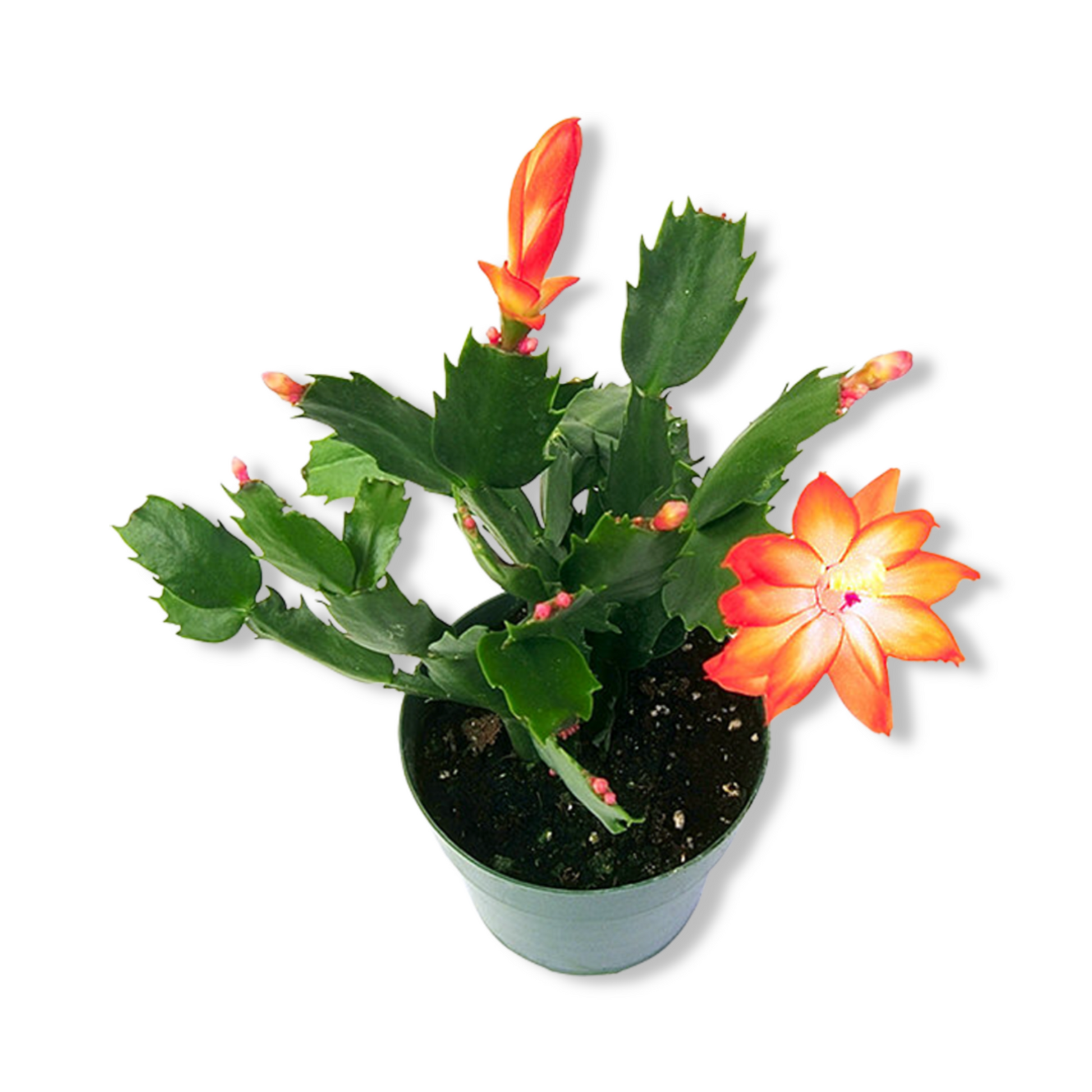 Fragrance Oil - Cactus Flower