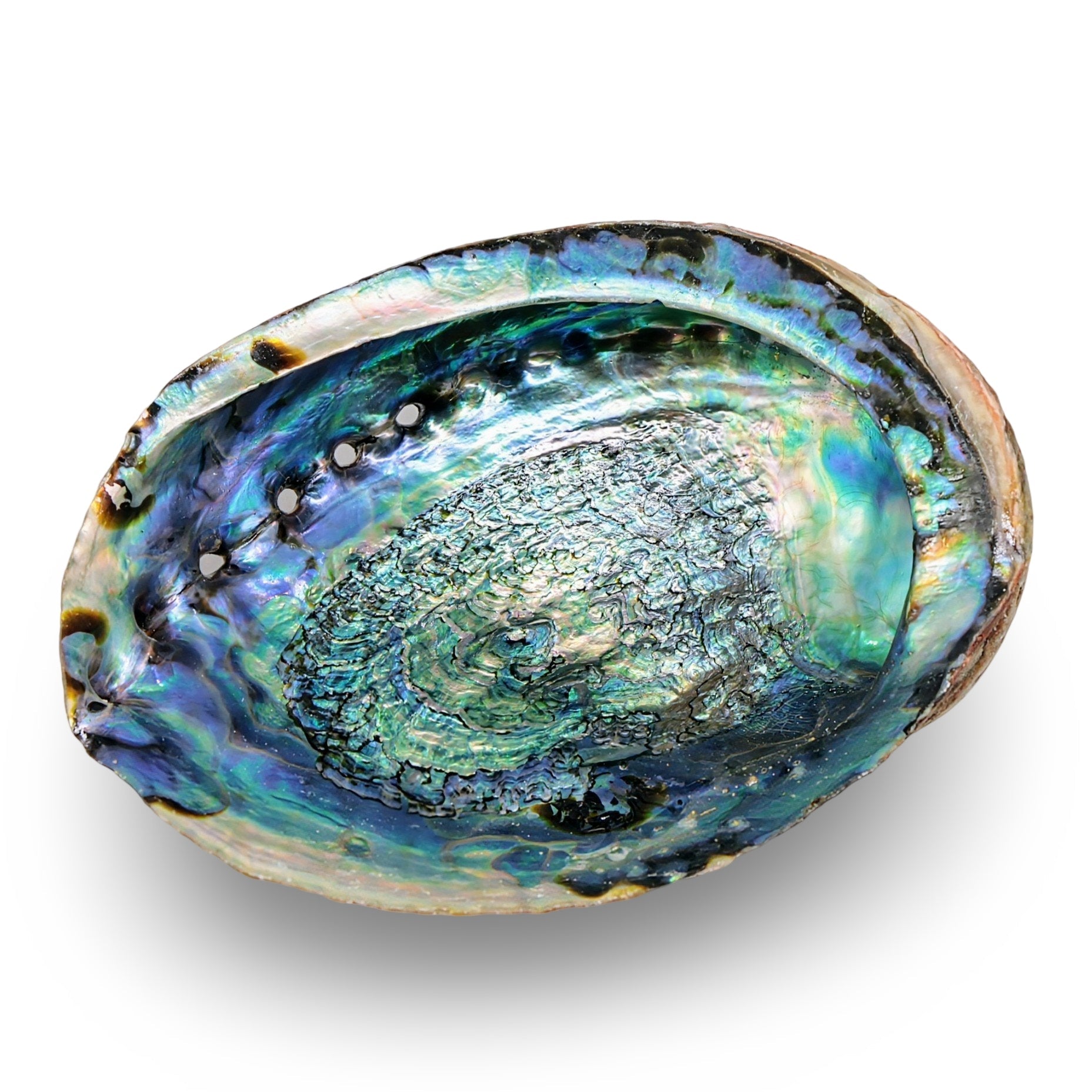 Smudging - Abalone Shell