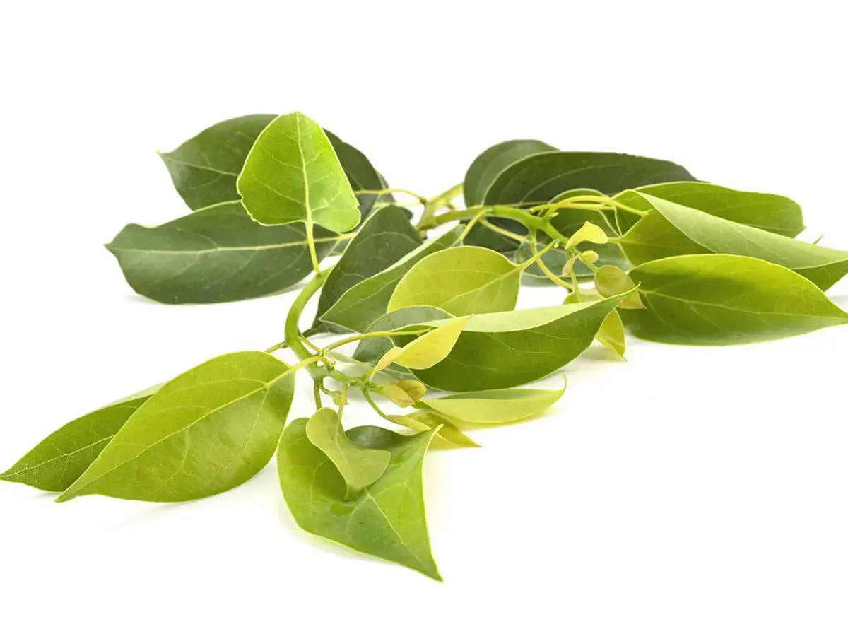 Essential Oil - Ravintsara (Cinnamomum Camphora) 500 ml