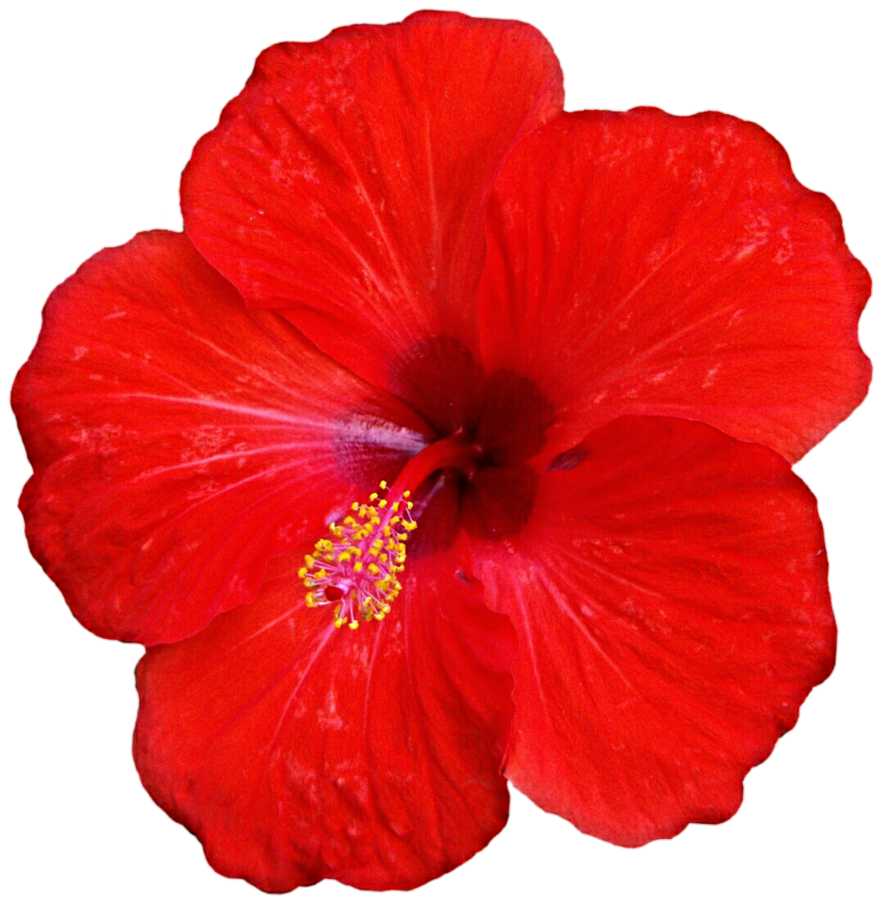 Essential Oil - Hibiscus (Hibiscus Rosa-Sinensis L.) 500 ml