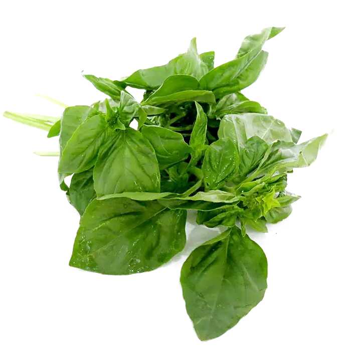 Essential Oil - Basil (Ocimum Basilicum L) 500 ml