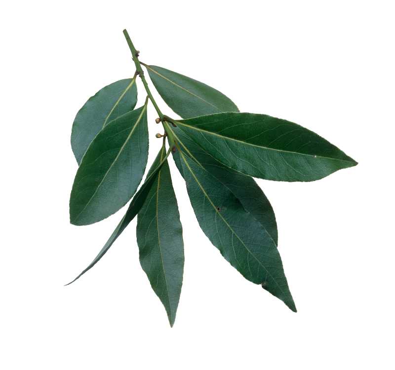 Essential Oil - Bay Laurel (Laurus Nobilis) 500 ml