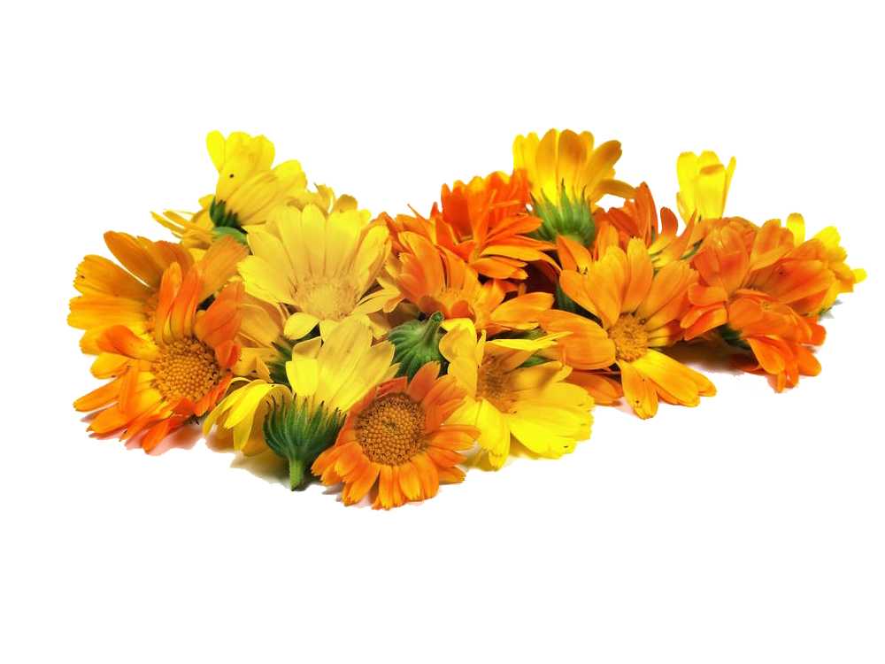 Essential Oil - Calendula (Calendula Officinalis)