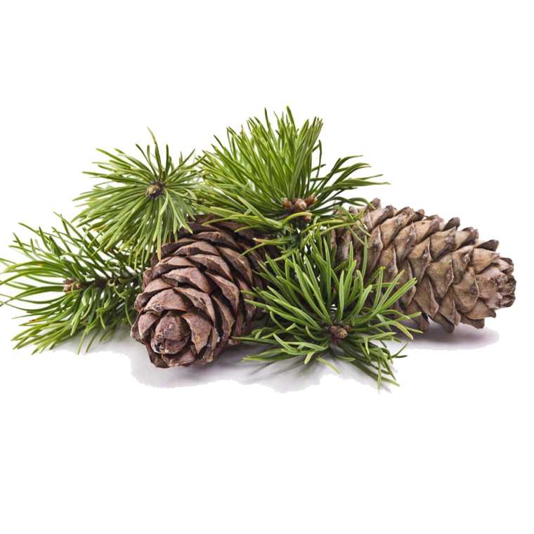 Essential Oil - Cedarwood Atlas (Cedrus Atlantica) 500 ml