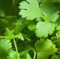 Essential Oil - Coriander (Coriandrum Sativum) - Cayve's Mystic Nature Wholesale