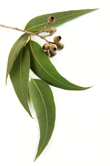 Essential Oil - Eucalyptus Lemon (Eucalyptus Citriodora) 500 ml