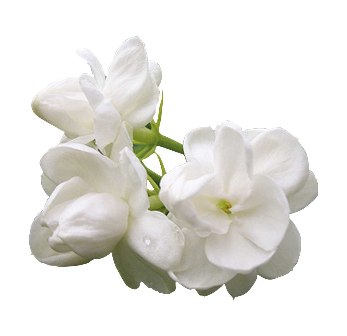 Essential Oil - Jasmine Absolute (Jasminum Grandiflorum)