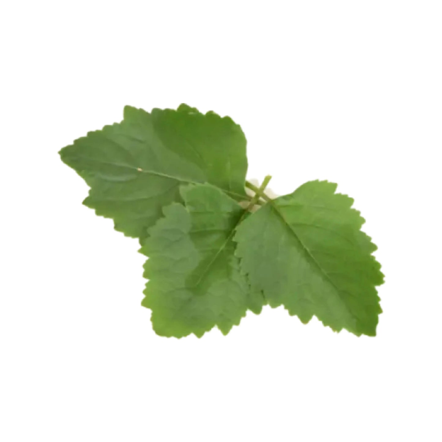 Essential Oil - Patchouli (Pogostemon Cablin) 500 ml