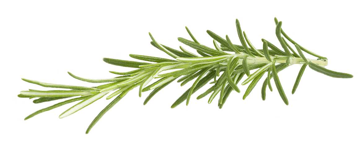 Essential Oil - Rosemary (Rosmarinus Officinalis) 500 ml