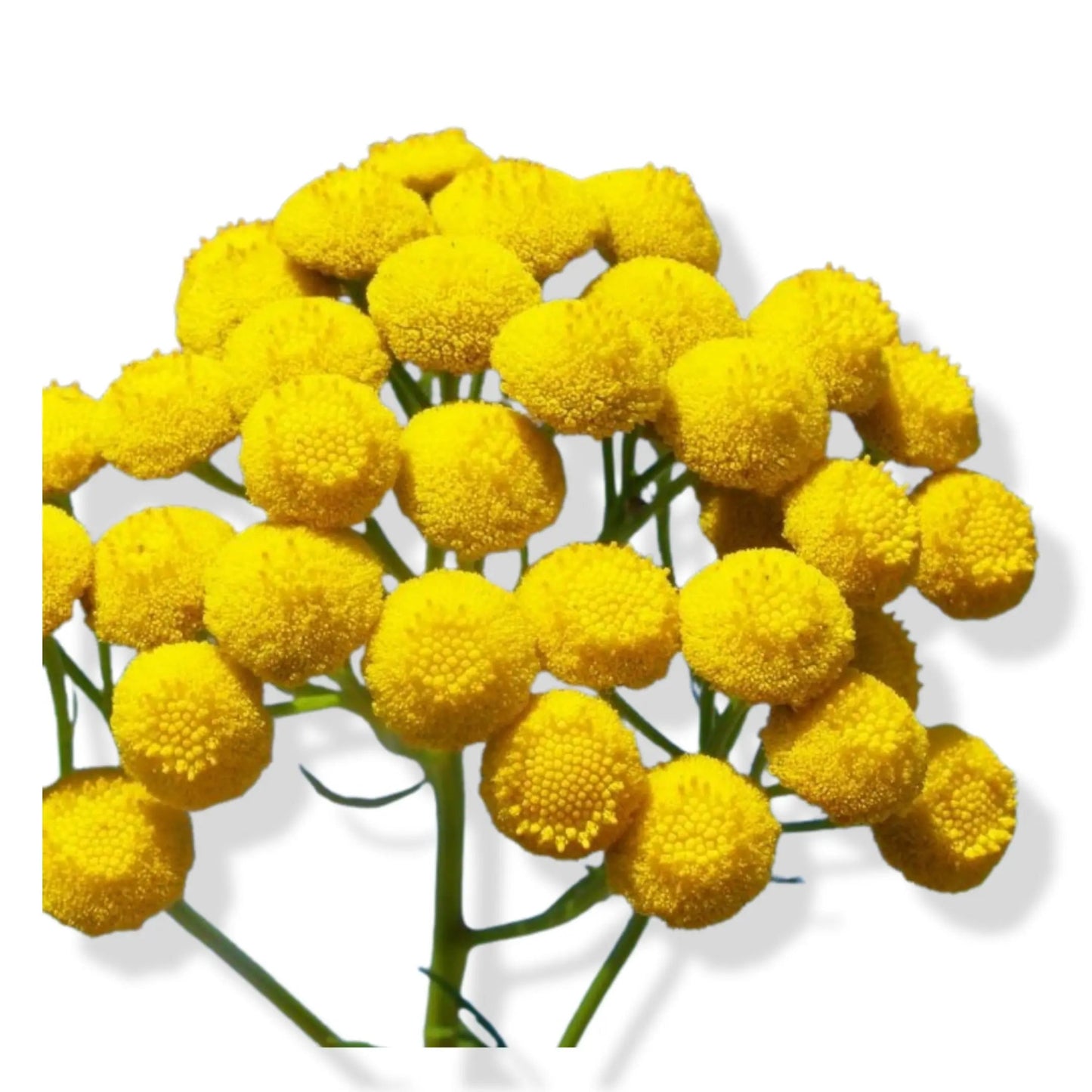 Essential Oil - Blue Tansy (Tanacetum Annuum)