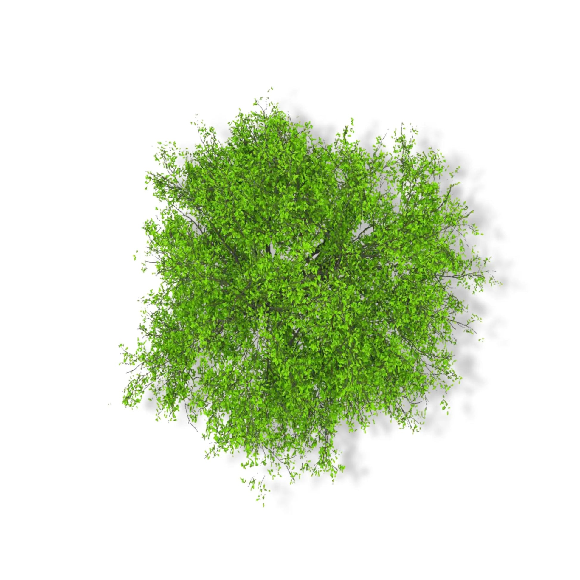 Essential Oil - Camphor (Cinnamomum Camphora) 500 ml