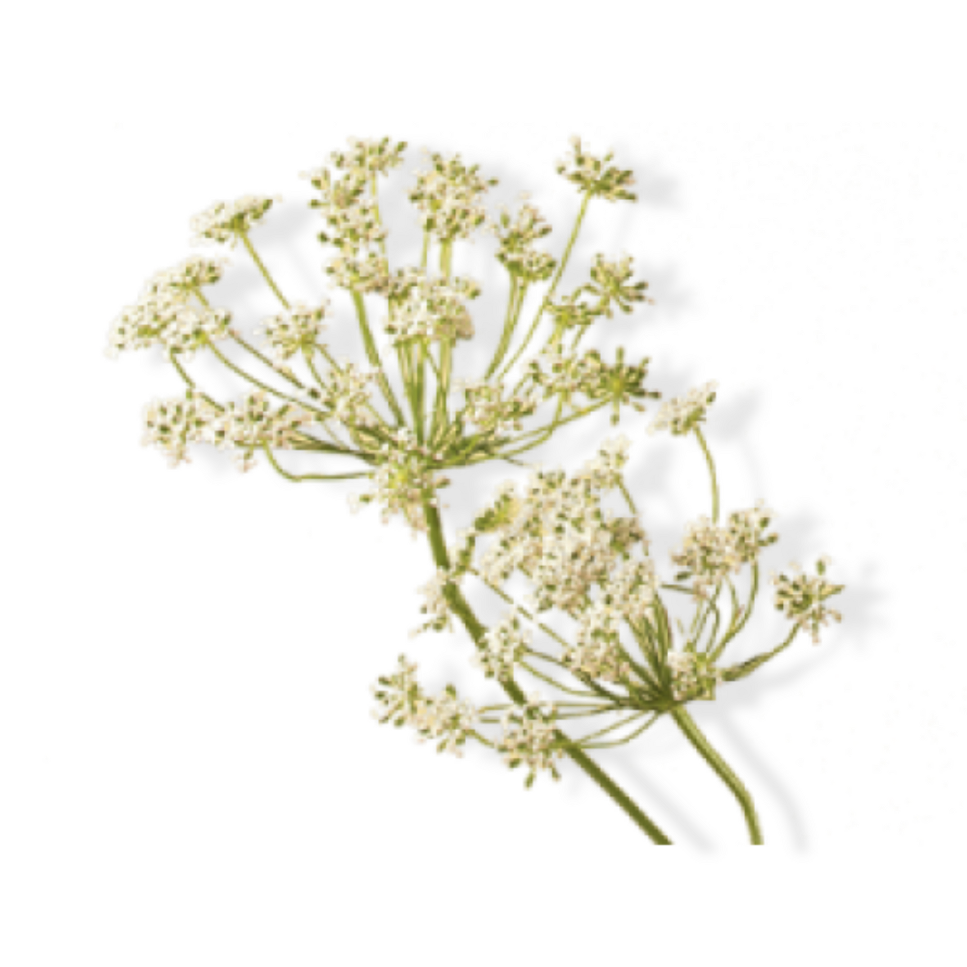 Essential Oil - Carrot Seeds (Daucus Carota) 500 ml