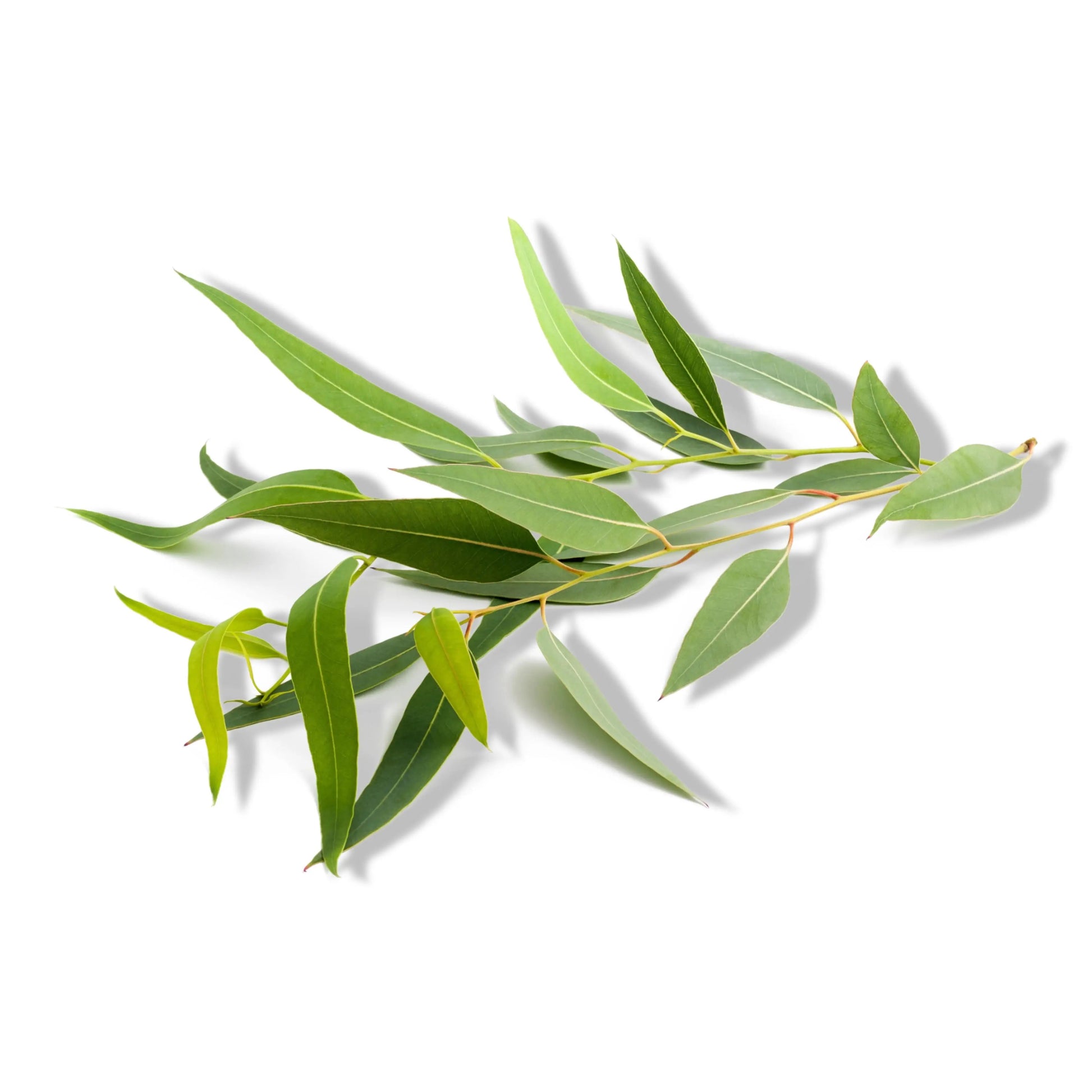 Essential Oil - Eucalyptus Globulus (Eucalyptus Globulus)