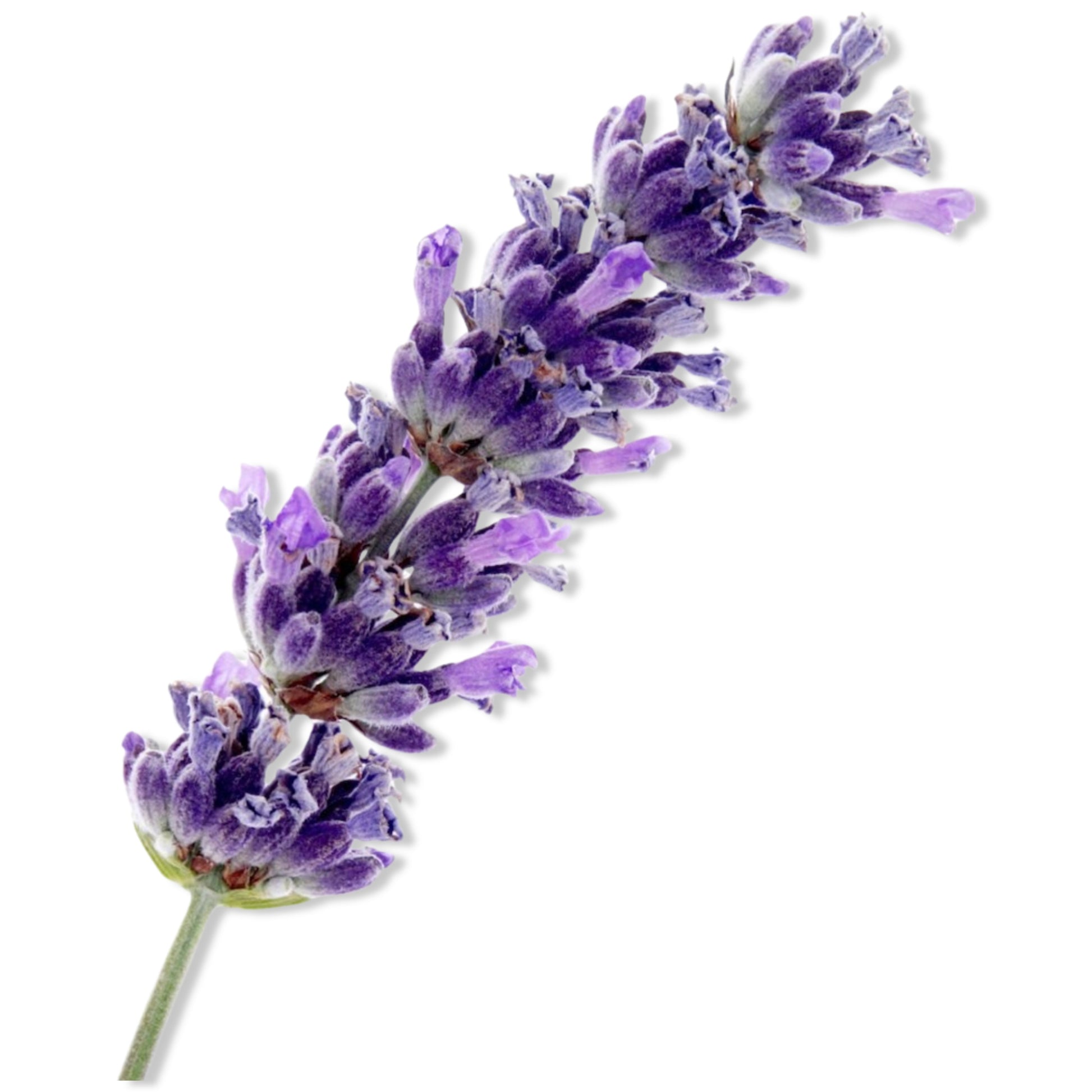 Essential Oil - Lavender Spike (Lavandula Latifolia)