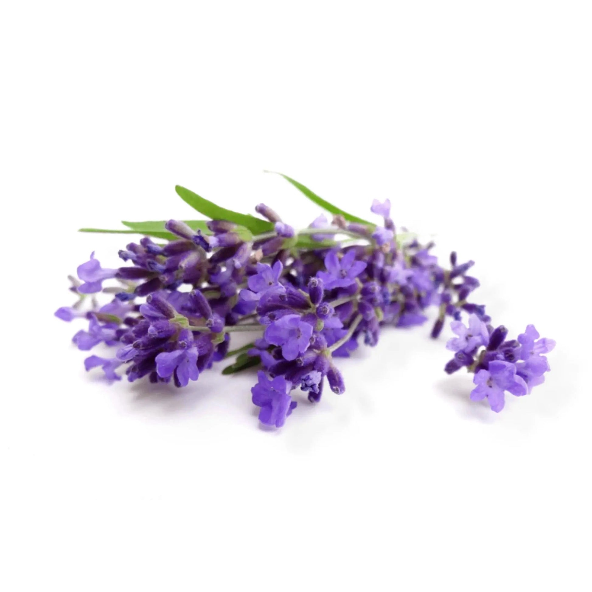 Essential Oil - Lavender Vera (Lavandula Angustifolia)