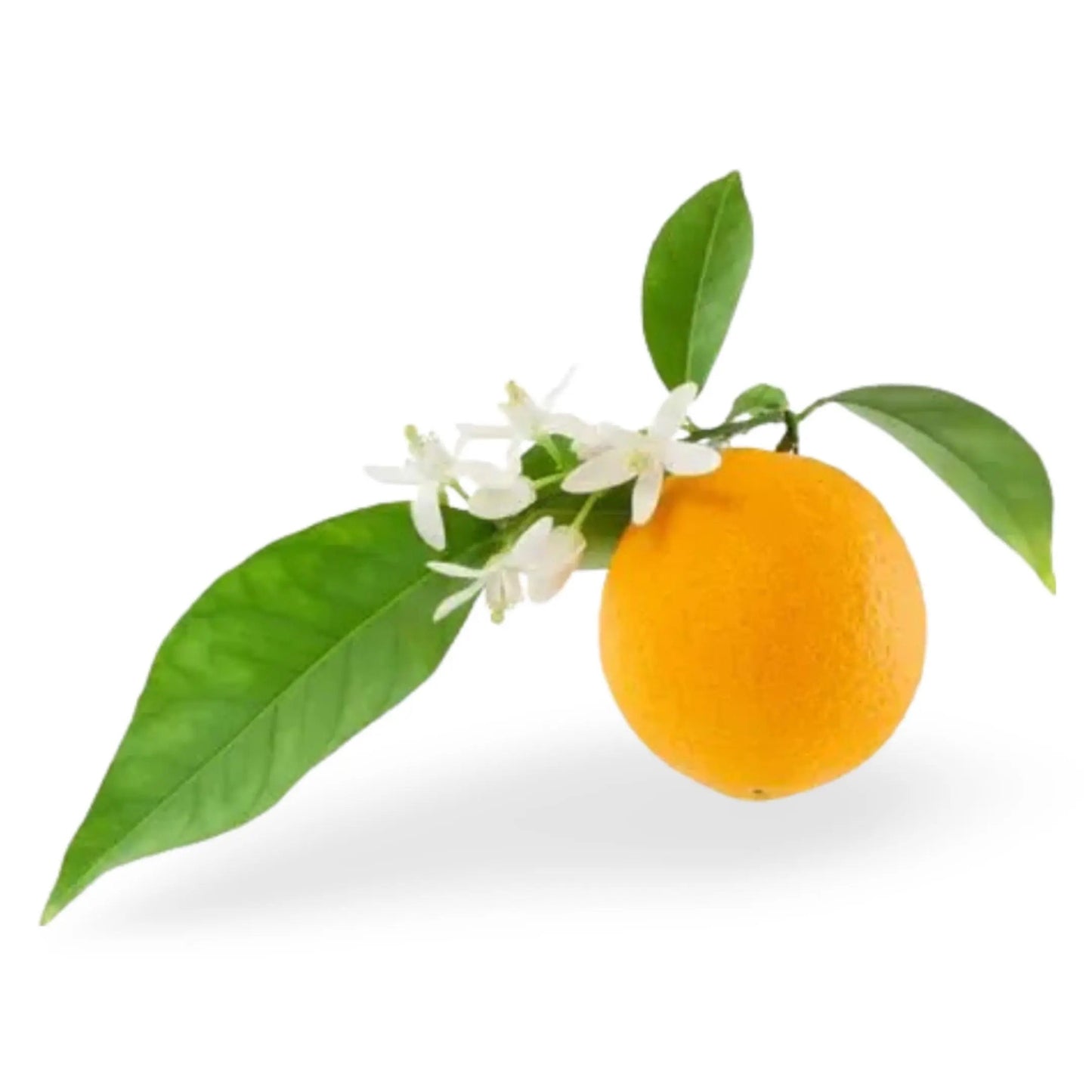 Essential Oil - Neroli (Citrus Aurantium Var Amara) 500 ml