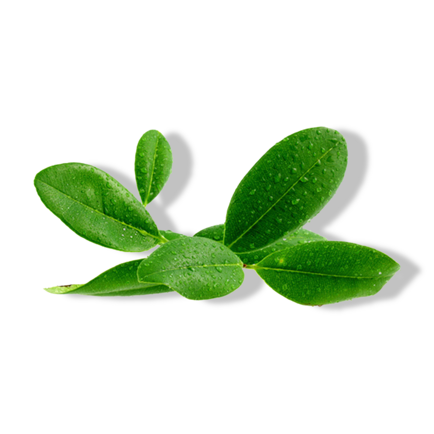 Essential Oil - Ravensara (Ravensara Aromatica) 500 ml