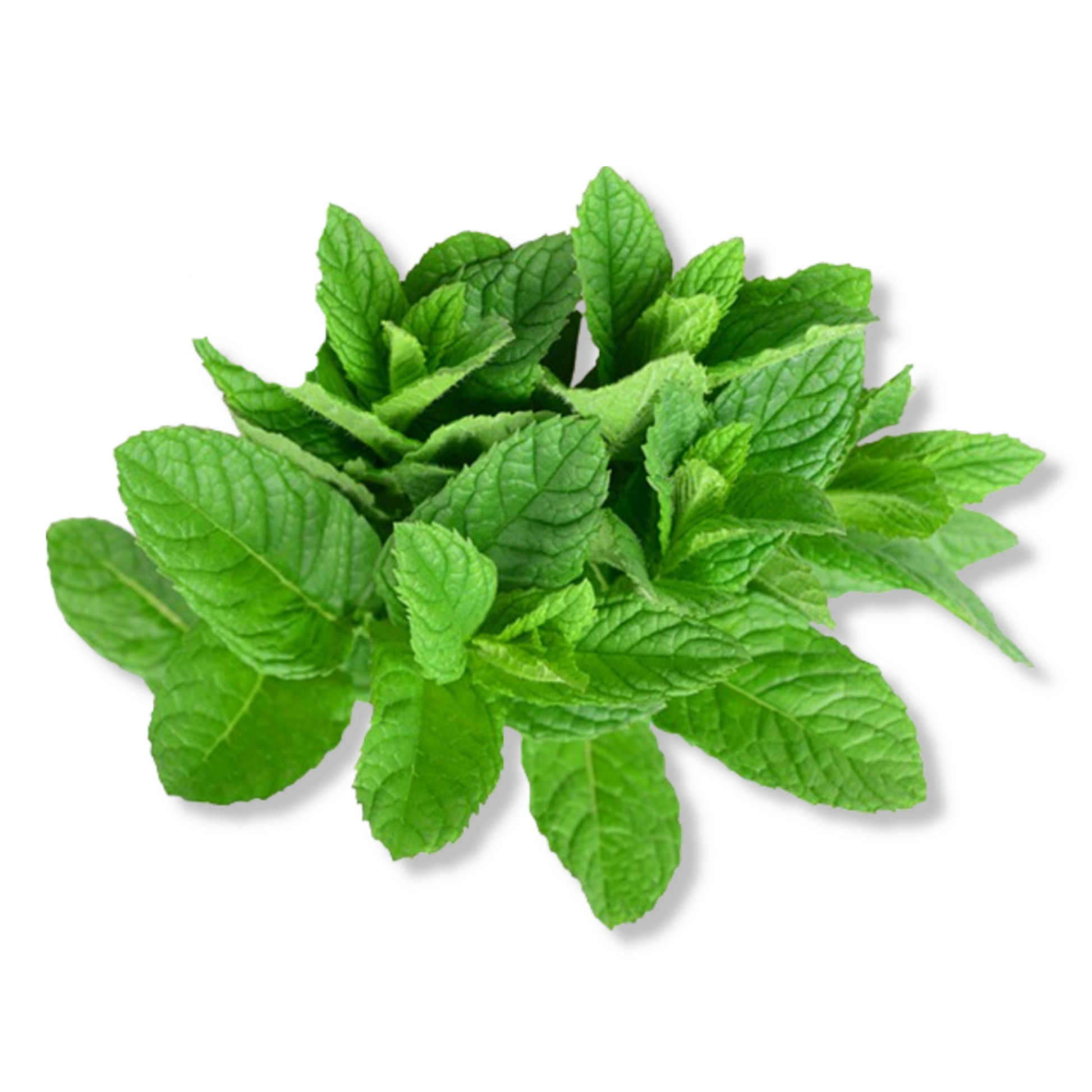 Essential Oil - Spearmint (Mentha Spicata) 500 ml