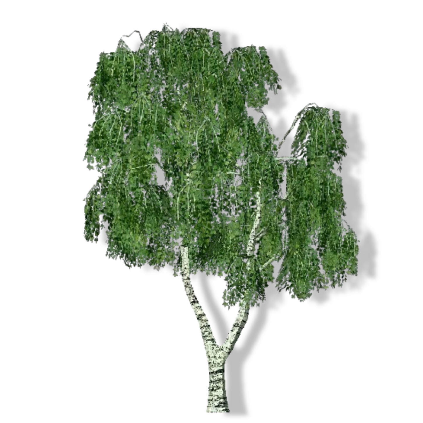 Essential Oil - Sweet Birch (Betula Lenta) 500 ml