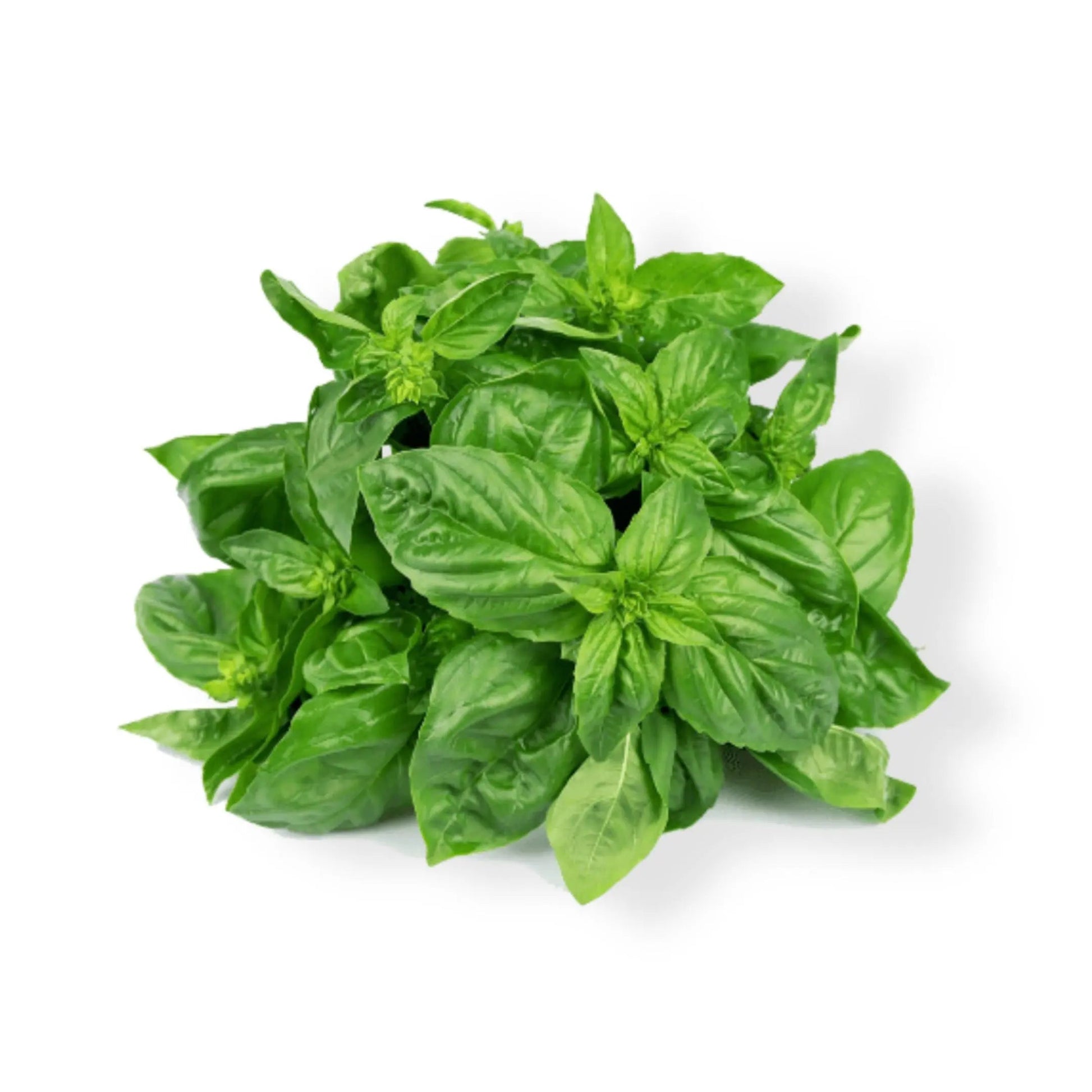 Essential Oil - Sweet Marjoram (Origanum Marjorana) 500 ml