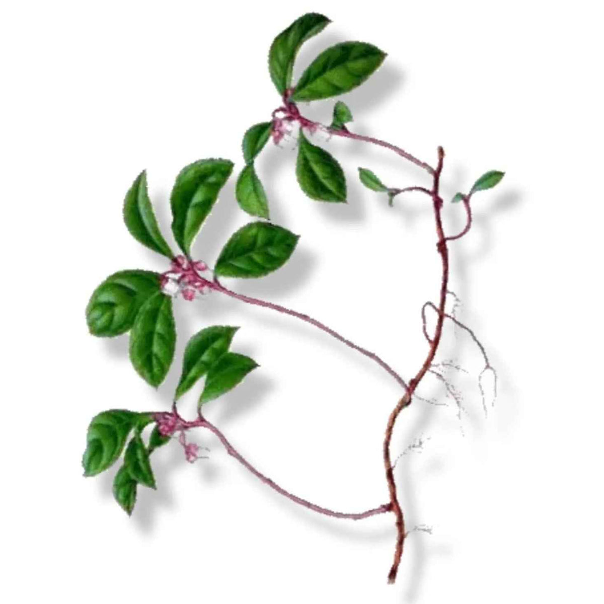 Essential Oil - Wintergreen (Gaultheria Procumbens) - Cayve's Mystic Nature Wholesale