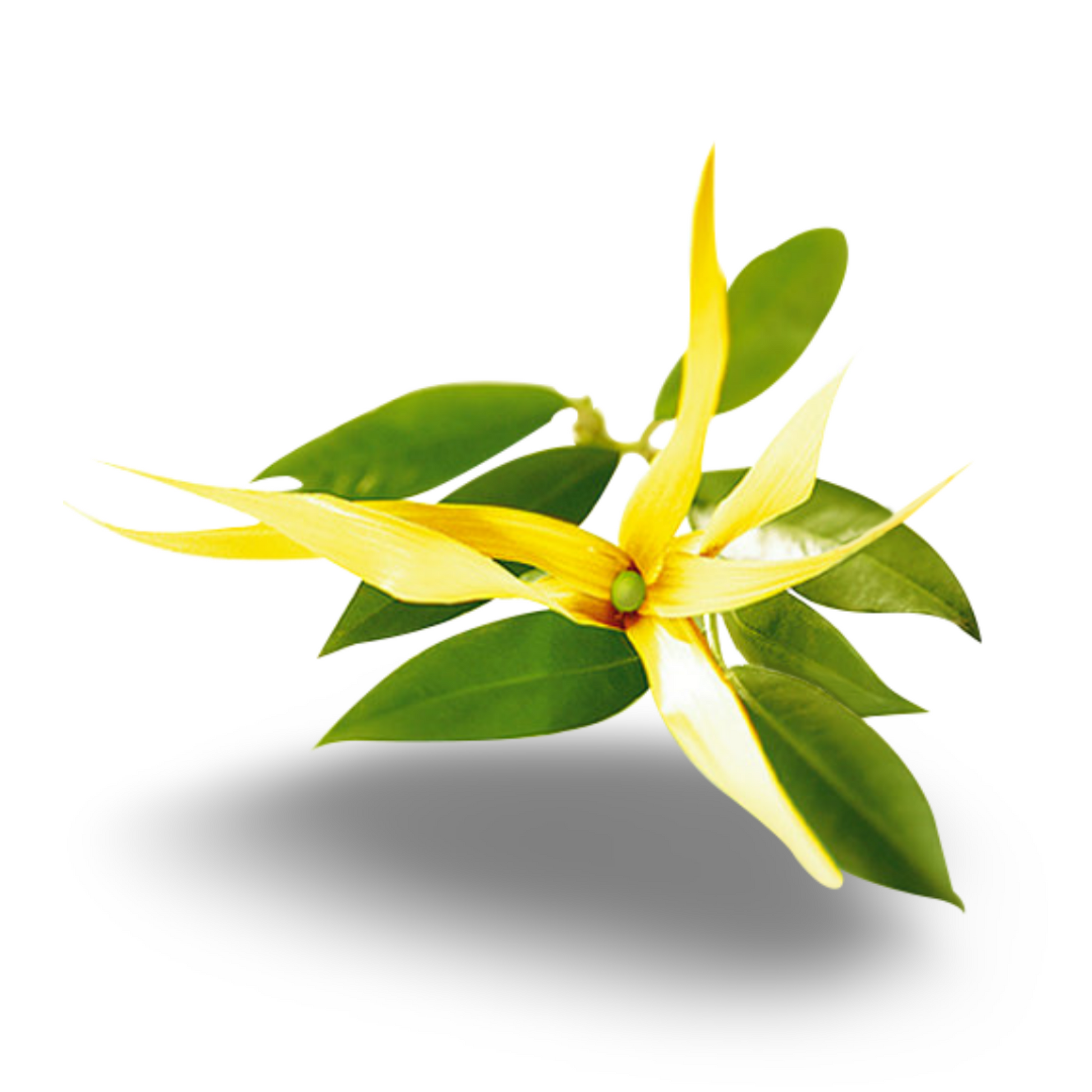 Essential Oil - Ylang Ylang (Cananga Odorata)