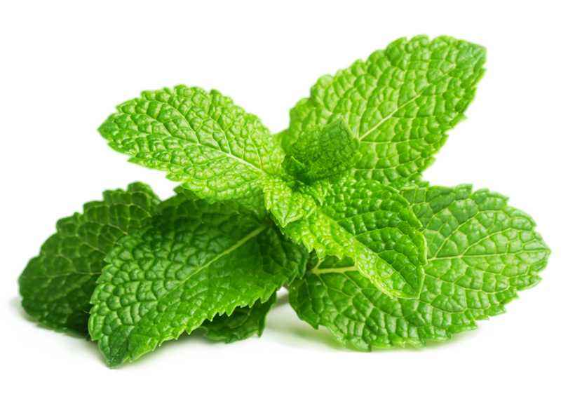 Flavor Oil -Peppermint - Cayve's Mystic Nature Wholesale
