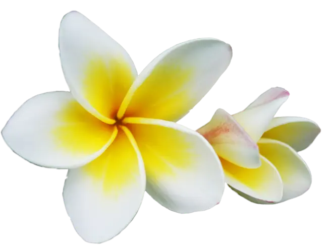 Fragrance Oil - Nag Champa 500 ml